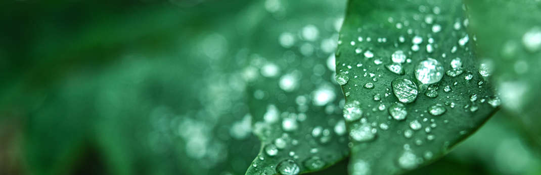 green leaves header