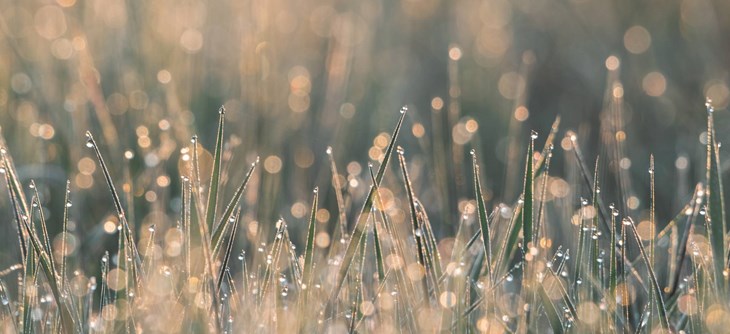 water drops web